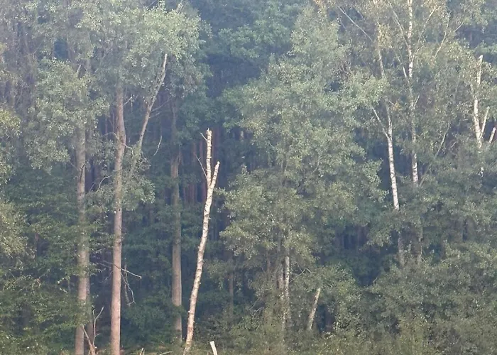 Near Berlin فيلة